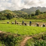 Agriculture guinéenne : riz, fonio, anacarde et filières porteuses