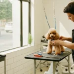 Toilettage canin formation : diplômes, coûts et débouchés pour se lancer