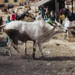 Langues de Guinée : soussou, peul, malinké et répartition régionale